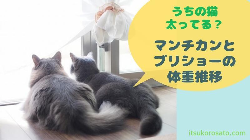 うちの子太りすぎ 猫の適正体重とはいかに マンチカン ブリティッシュショートヘア にゃんこ２匹と一人暮らし