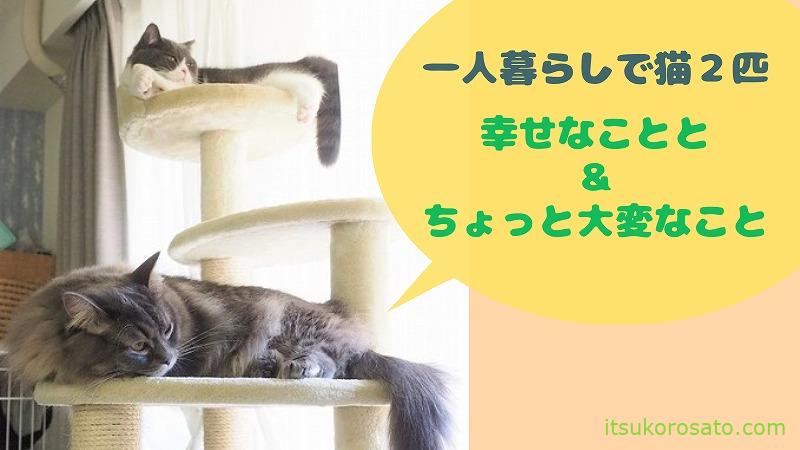 一人暮らしの猫２匹飼い 幸せなことと ちょっと大変なこと にゃんこ２匹と一人暮らし