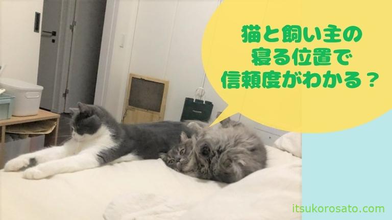 猫カイロで暖をとる 猫の寝る位置で信頼度が違う にゃんこ２匹と一人暮らし