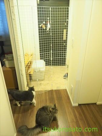 100均手作りペットゲートで脱走防止 驚 玄関開けたら猫がいた にゃんこ２匹と一人暮らし