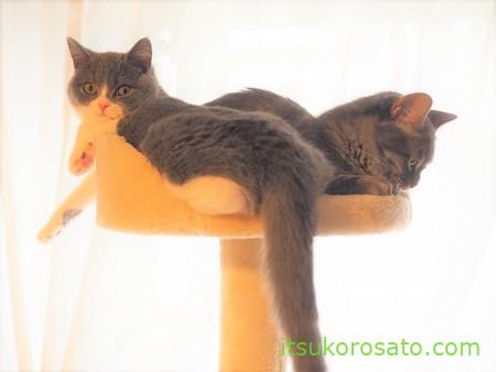 キャットタワーで寝る猫２匹