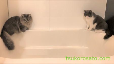 風呂に乗る猫