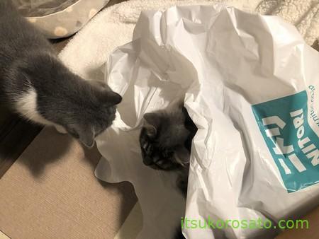 ニトリの袋で遊ぶ猫