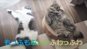 猫のブラッシングはなぜ必要 抜け毛がよく取れるおすすめブラシ5選 にゃんこ2匹と一人暮らし 猫のブラッシングはなぜ必要 抜け毛がよく取れるおすすめブラシ5選 にゃんこ2匹と一人暮らし
