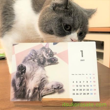 オリジナルカレンダーを覗く猫