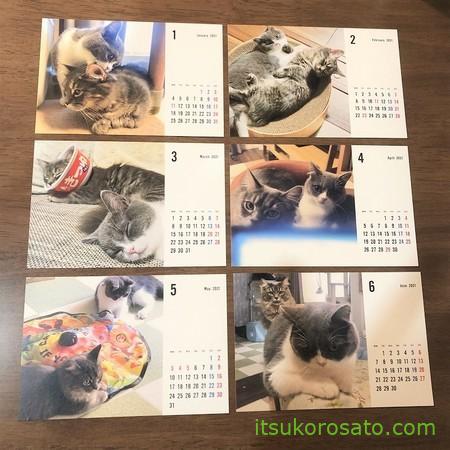 猫カレンダー1~6月