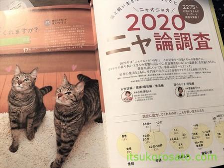 ねこのきもち」は猫飼い初心者に記事も付録も役立つ雑誌｜購読1年 