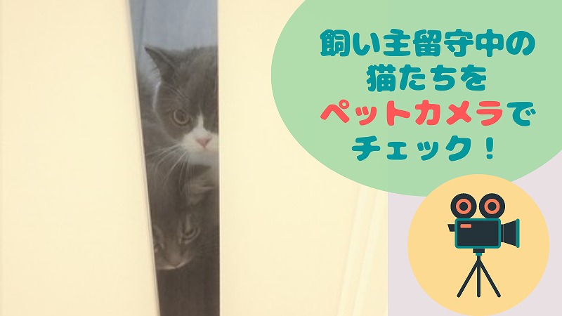 飼い主留守中の猫の様子をペットカメラでチェック|猫スケジュール留守ver