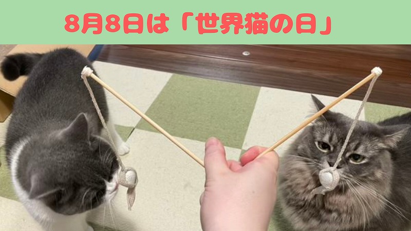 【猫日記】「8月8日」は世界猫の日! おニューなおもちゃをプレゼント