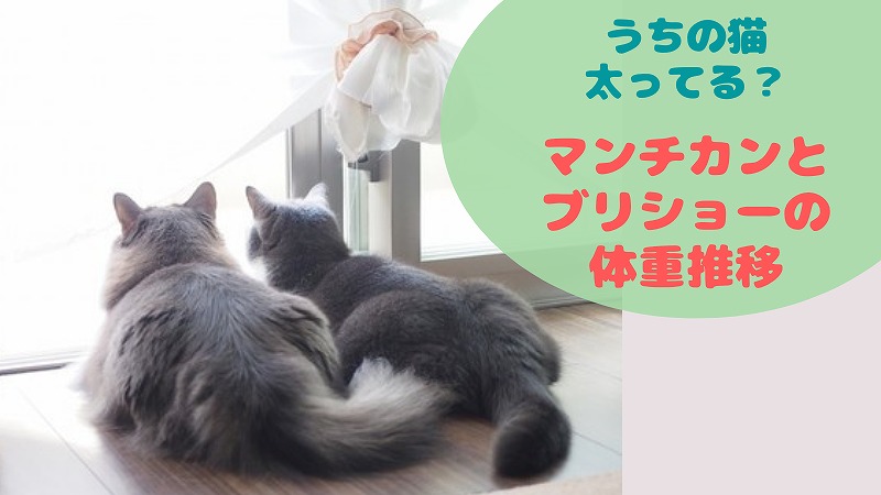 うちの子太りすぎ? 猫の適正体重とはいかに(マンチカン・ブリティッシュショートヘア)