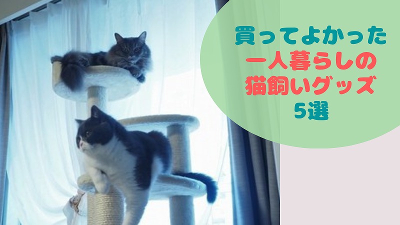 【猫飼い初心者】あってよかった 一人暮らしの猫グッズ5選|2021年更新