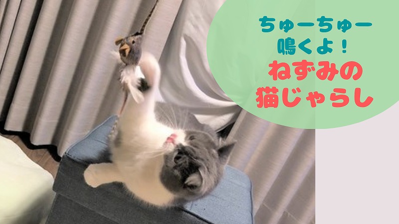 ねずみのじゃらしで猫の運動不足解消!? おすすめ猫じゃらし【猫飼い初心者】