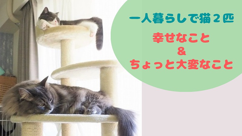 一人暮らしの猫2匹飼い 幸せなことと、ちょっと大変なこと