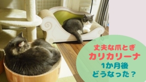 にゃんこ爪とぎ争奪戦(カリカリーナ1か月後の運命は・・・)