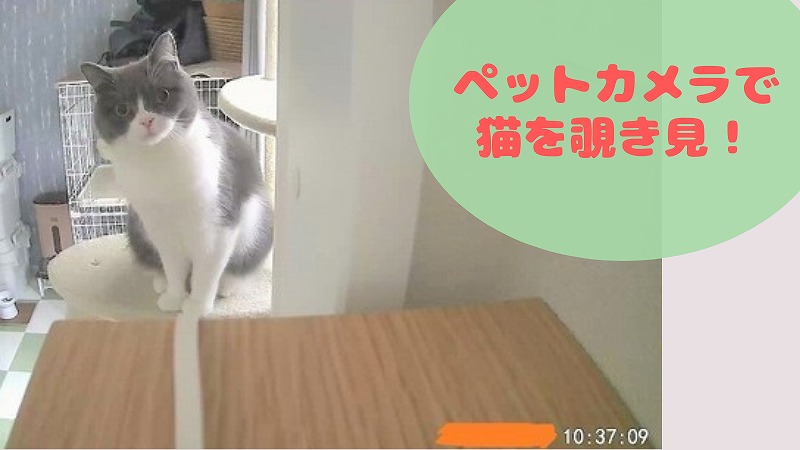 ペットカメラで留守中の猫がどれぐらい覗き見できるのか