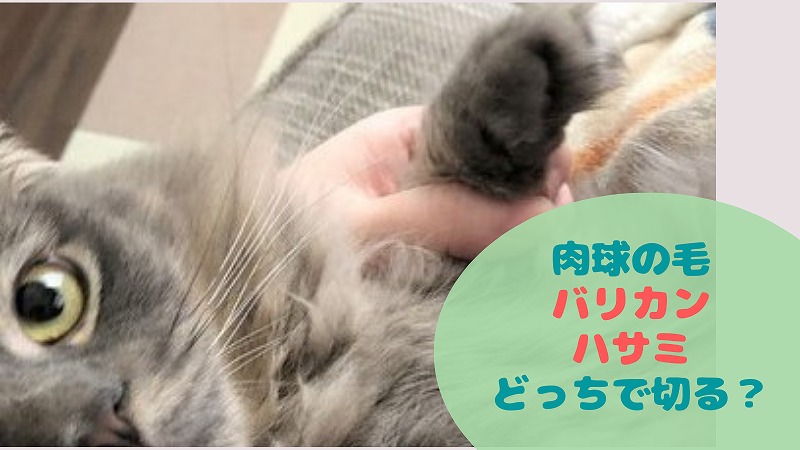 長毛猫の肉球の毛のカット どうしてますか バリカン ハサミ にゃんこ2匹と一人暮らし 長毛猫の肉球の毛のカット どうしてますか バリカン ハサミ にゃんこ2匹と一人暮らし