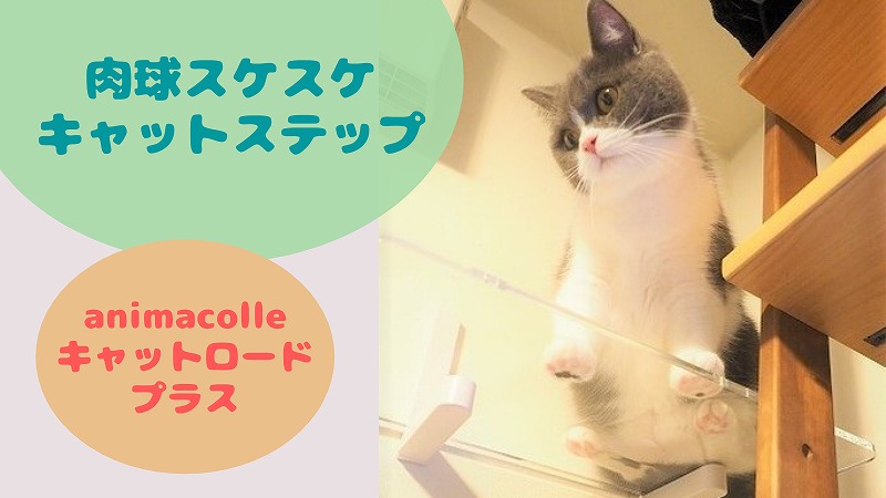 【賃貸でも壁付け可】透明キャットステップで肉球スケスケ!キャットロードプラス・レビュー