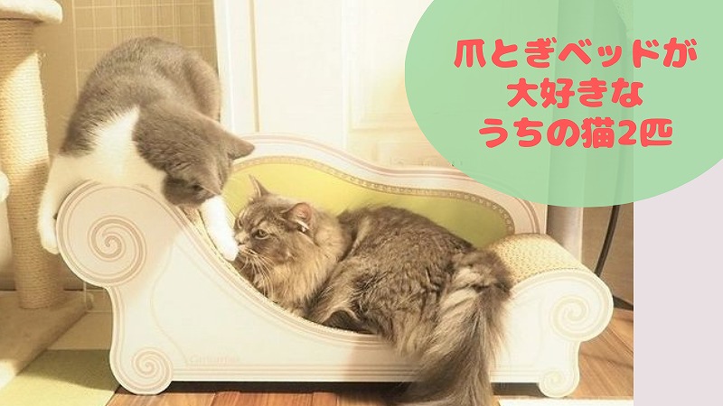 にゃんこ vs カリカリーナ 【かじりにくくてへこたれにくい爪とぎ】