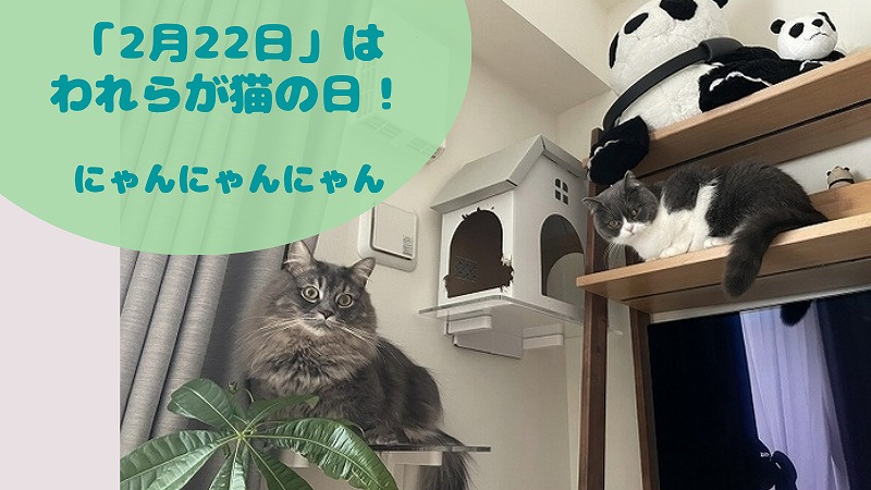 「猫の日」にコロ・さとの1年の成長を振り返る【2月22日】