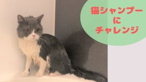 猫シャンプーに挑戦! 嫌がる猫の汚れ落とし【猫飼い初心者】