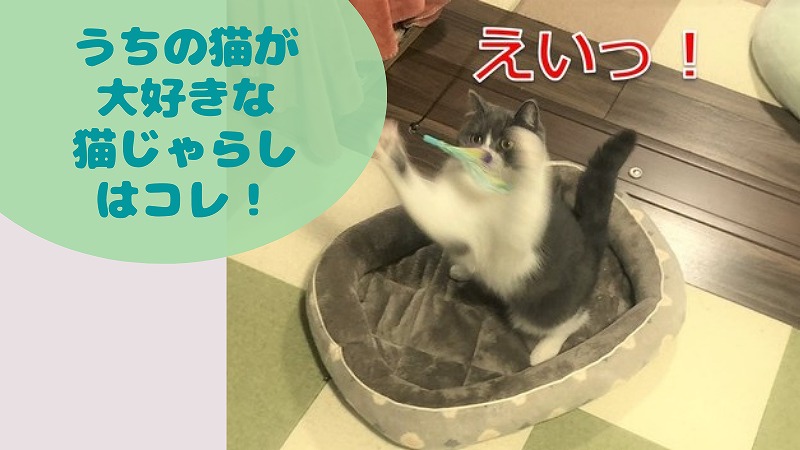 猫が飛び回る!我が家で人気の猫じゃらしBEST3(2020年晩秋)