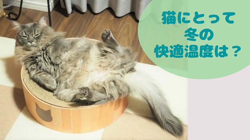 冬・猫の快適温度はどれぐらい? コロは23℃でへそ天に!