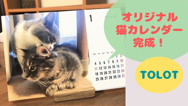 猫写真でオリジナル卓上カレンダーを作ってみた！おすすめはTOLOT(トロット)