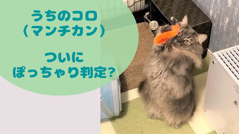 【マンチカンの体重】 1年ぶり3度目のワクチンでややぽっちゃり判定