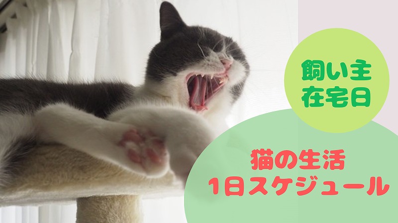 猫の1日生活スケジュール【飼い主在宅勤務日ver】