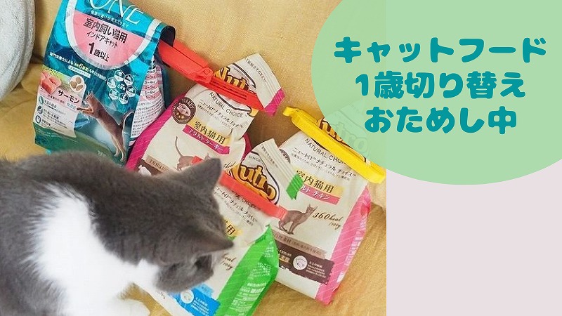 キャットフード|ロイヤルカナン子猫用から切り替え体験談(去勢避妊用→成猫用)