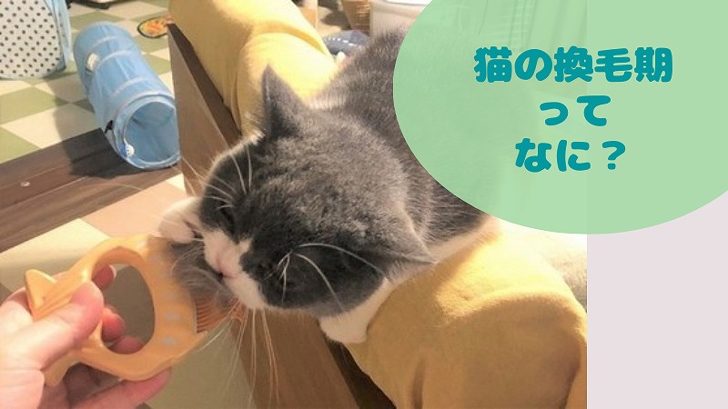 にゃんこ換毛期のはじまり?