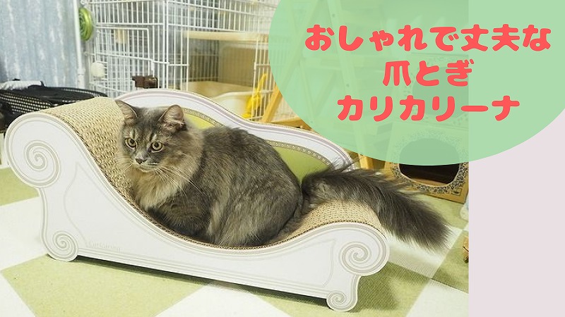 カリカリーナをカリカリカリ★ 猫誕プレは丈夫なおしゃれ爪とぎ