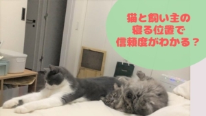 猫カイロで暖をとる-猫の寝る位置で信頼度が違う?-