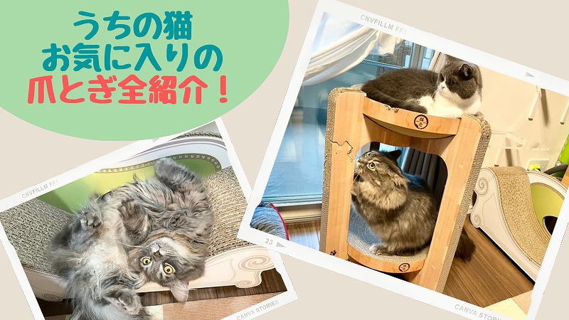 わが家の爪とぎを写真付きで全紹介!2匹の猫の一番のお気に入りはどれ?
