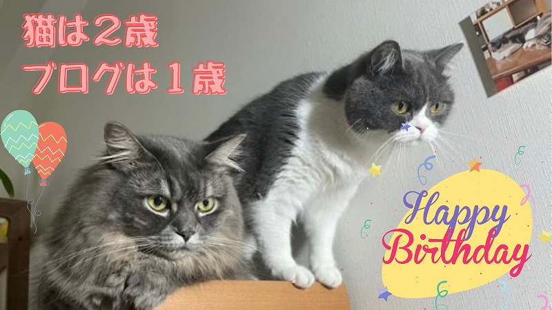 祝！猫たち２歳、ブログ１歳になりました！　私のお気に入りブログも紹介