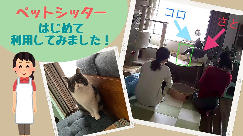 猫のペットシッター利用した体験談!料金や内容は?【オリーブシッター】