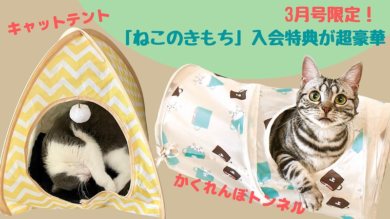 【今だけ！】ねこのきもち３月号入会付録はキャットテント＆トンネルの豪華特典！